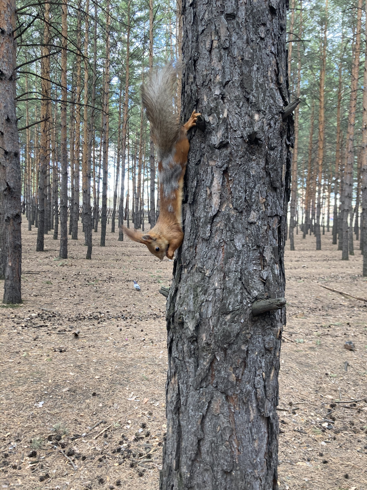 Калининград абакан