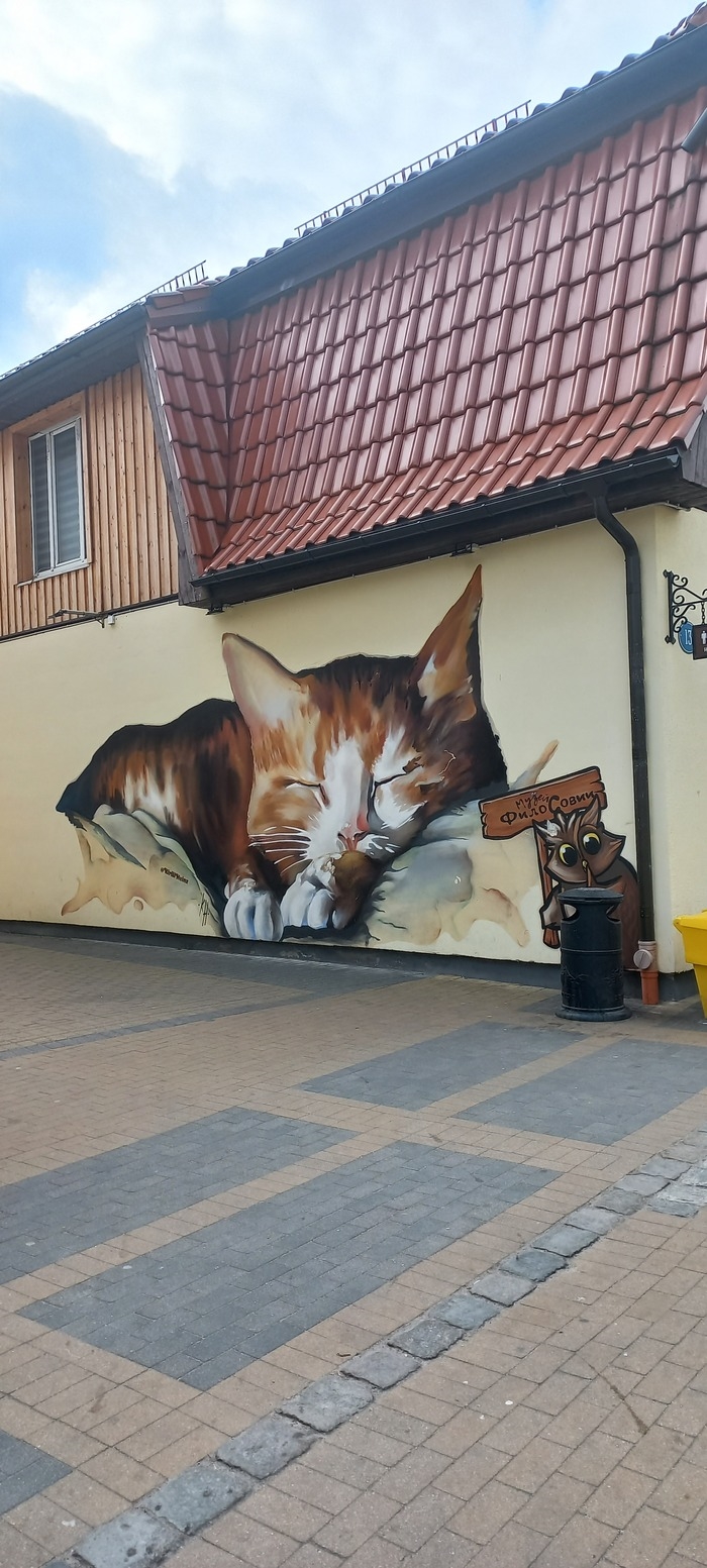 Кошкин город калининград