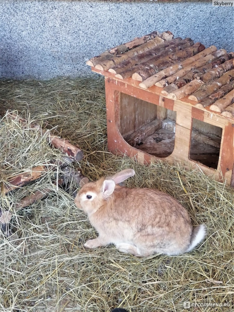 Купить кролика в калининграде