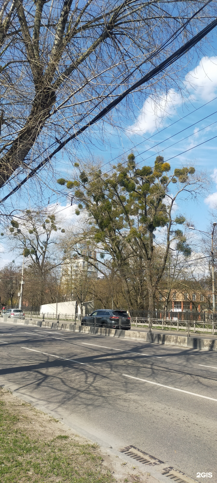 Marton olimpic калининград