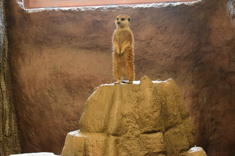 Meerkat калининград