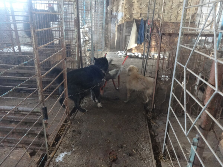 Приют для собак ковчег в калининграде