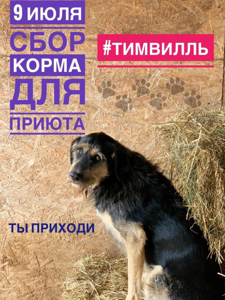 Тимвилль калининград
